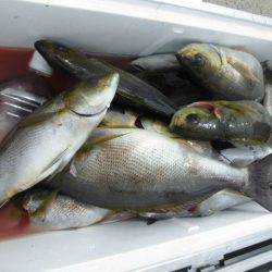 大進丸（愛知） 釣果