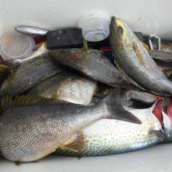 大進丸（愛知） 釣果