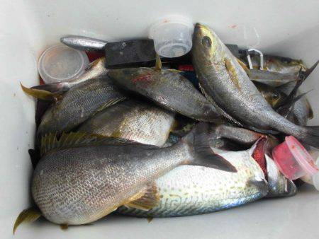 大進丸（愛知） 釣果