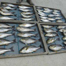 大進丸（愛知） 釣果