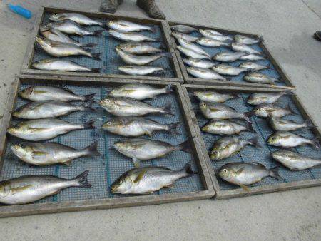 大進丸（愛知） 釣果