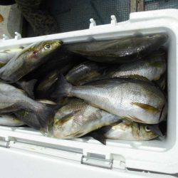 大進丸（愛知） 釣果