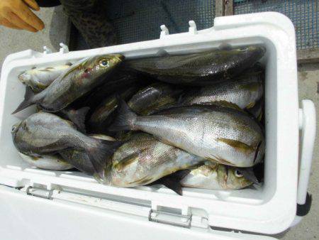 大進丸（愛知） 釣果