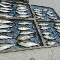 大進丸（愛知） 釣果