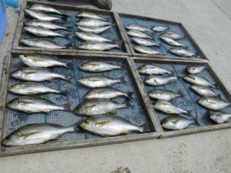 大進丸（愛知） 釣果