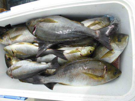 大進丸（愛知） 釣果