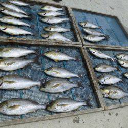 大進丸（愛知） 釣果