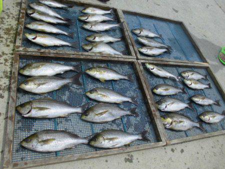 大進丸（愛知） 釣果