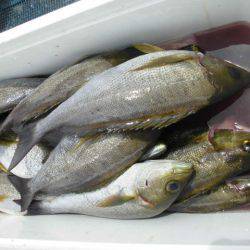 大進丸（愛知） 釣果