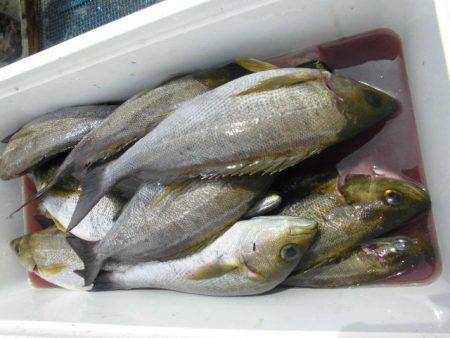 大進丸（愛知） 釣果