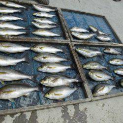 大進丸（愛知） 釣果