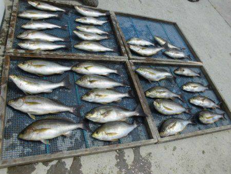 大進丸（愛知） 釣果