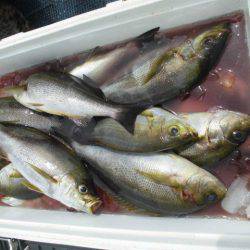 大進丸（愛知） 釣果