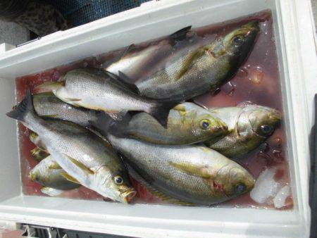 大進丸（愛知） 釣果