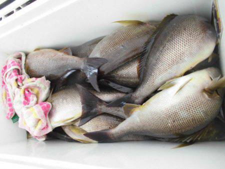 大進丸（愛知） 釣果