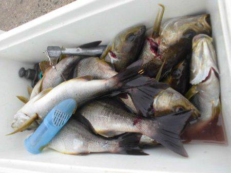 大進丸（愛知） 釣果