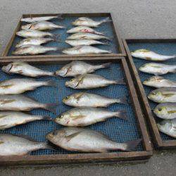 大進丸（愛知） 釣果