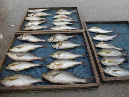 大進丸（愛知） 釣果