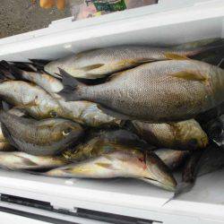 大進丸（愛知） 釣果