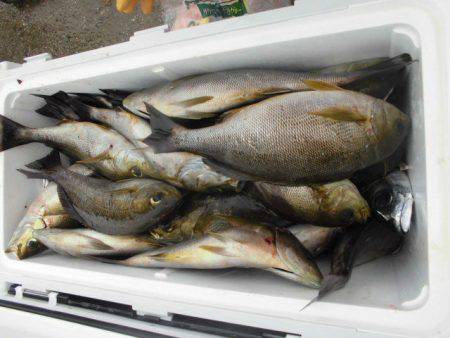 大進丸（愛知） 釣果