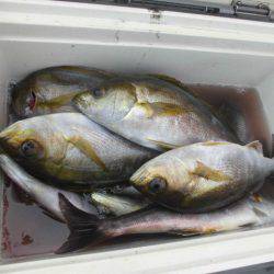 大進丸（愛知） 釣果