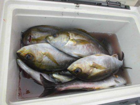 大進丸（愛知） 釣果