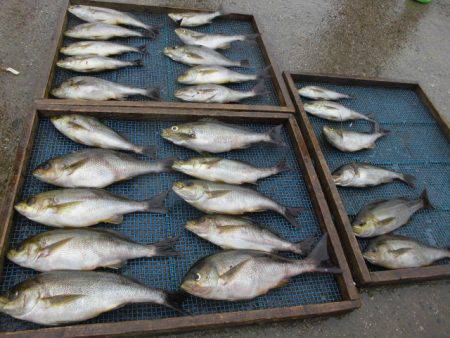 大進丸（愛知） 釣果