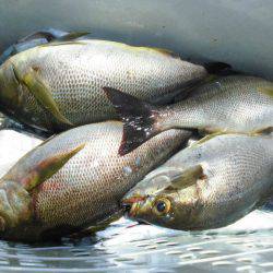 大進丸(愛知) 釣果
