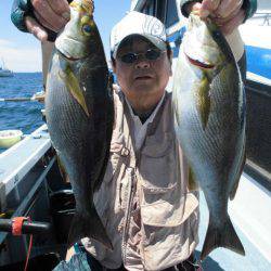 大進丸(愛知) 釣果