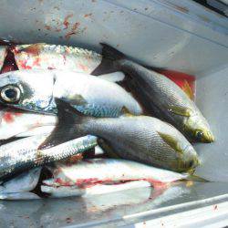 大進丸(愛知) 釣果