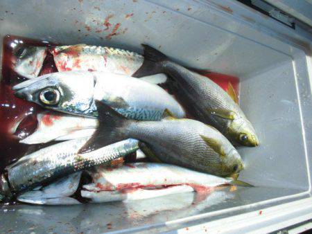 大進丸(愛知) 釣果