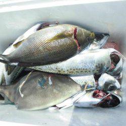 大進丸(愛知) 釣果