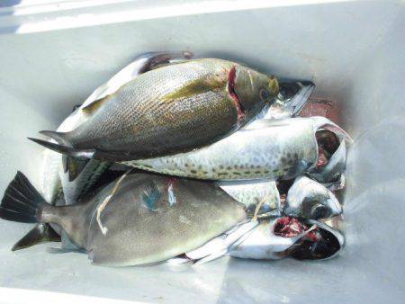 大進丸(愛知) 釣果