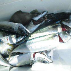 大進丸(愛知) 釣果