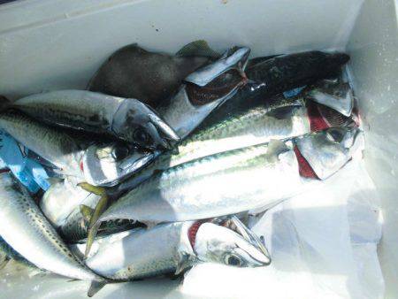 大進丸(愛知) 釣果