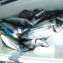 大進丸(愛知) 釣果