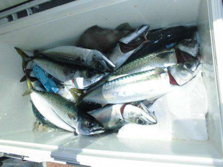 大進丸(愛知) 釣果