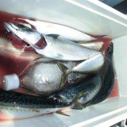 大進丸(愛知) 釣果