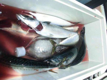 大進丸(愛知) 釣果