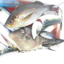 大進丸(愛知) 釣果