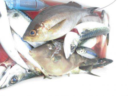 大進丸(愛知) 釣果