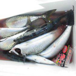 大進丸(愛知) 釣果