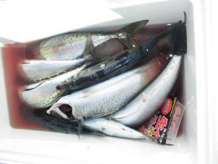 大進丸(愛知) 釣果