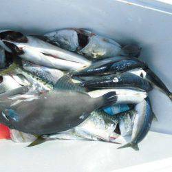 大進丸(愛知) 釣果