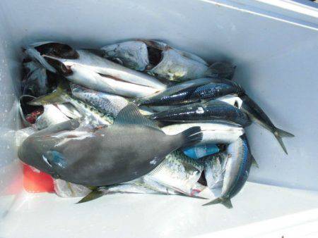 大進丸(愛知) 釣果