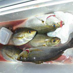 大進丸(愛知) 釣果