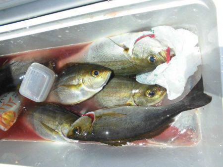 大進丸(愛知) 釣果