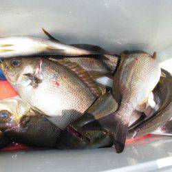 大進丸(愛知) 釣果