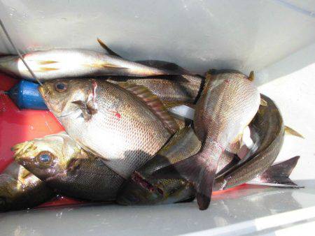 大進丸(愛知) 釣果