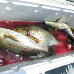 大進丸(愛知) 釣果